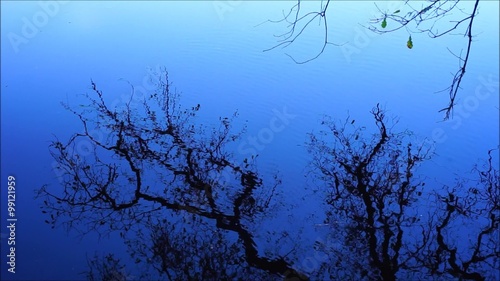 Spiegelung hebstlicher Äste mit letzten Blättern in stillem Fluss mit kleinen Wellen bei blauem Himmel