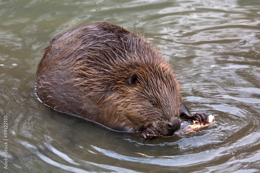 Close-up of Eurasian beaver (Castor fiber) Close-up of Eurasian beaver (Castor fiber)