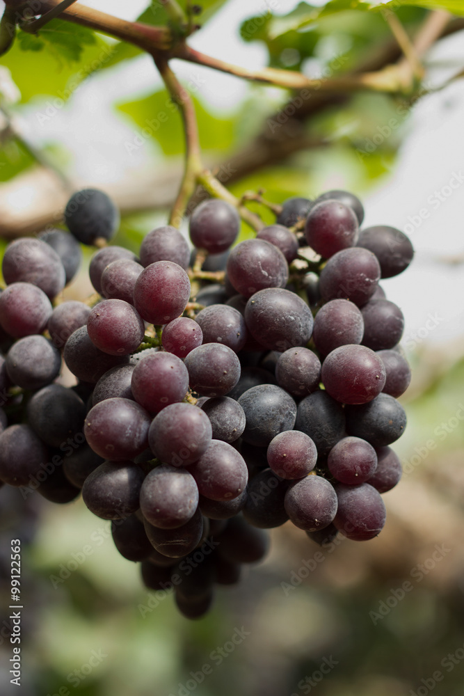 grapes on blackground