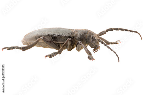Longhorn beetle Dorcadion (Carinatodorcadion) carinatum male isolated on white background, lateral view. © Anton