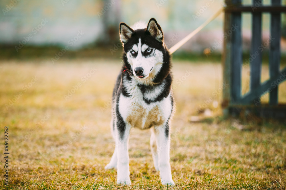 Young Husky Eskimo Dog Outdoor In Autumn
