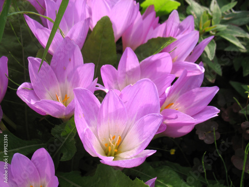 pink flowers