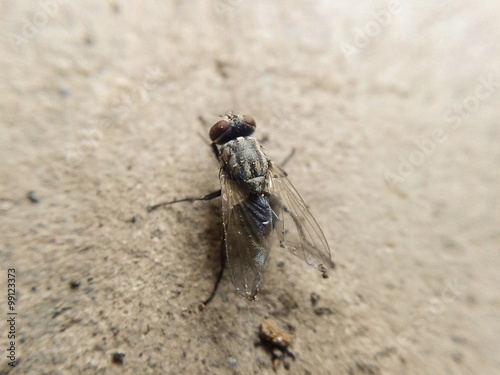Tiny fly macro