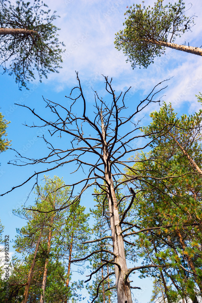 Obraz premium Dry tree among the pine trees against sky with clouds.