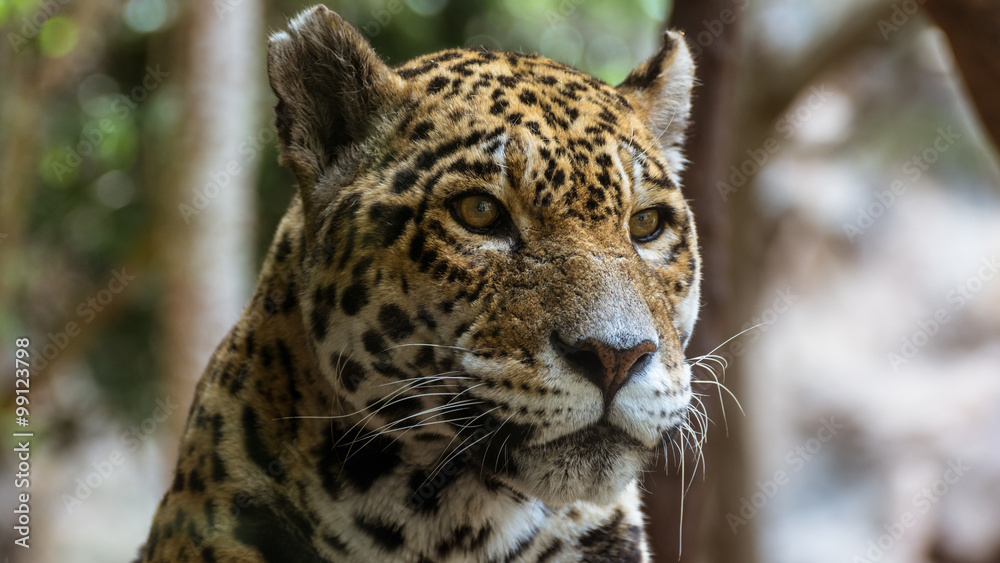 Naklejka premium ghepardo