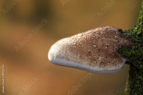 Birkenporling - Piptoporus betulinus in einer Makroaufnahme