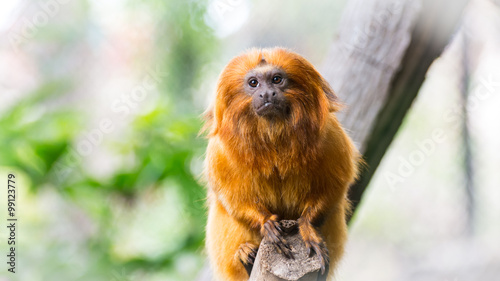 Ape
