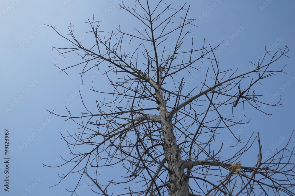 Obraz premium dry branch dead tree on blue sky