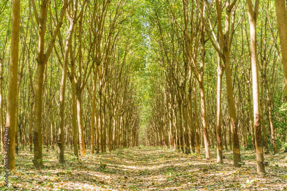 Para Rubber Tree, Rubber Plantation, rubber tree forest - Rubber Latex of rubber trees in rubber garden in thailand
Para Rubber Tree, Rubber Plantation, rubber tree forest - Rubber Latex of rubber trees in rubber garden in thailand