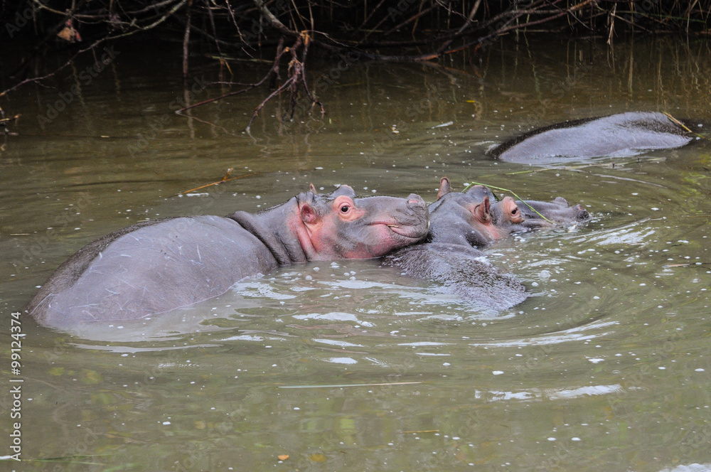 Nilpferdfamilie mit Baby; Hippopotamus; Südafrika Nilpferdfamilie mit Baby; Hippopotamus; Südafrika