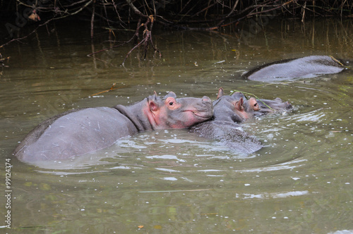 Nilpferdfamilie mit Baby; Hippopotamus; Südafrika