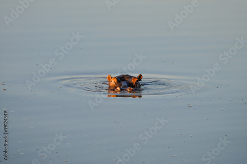 Hippopotamus; Flusspferd; Nilpferd; Südafrika photo