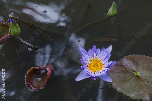 Purple Lotus Flower in Pond photo