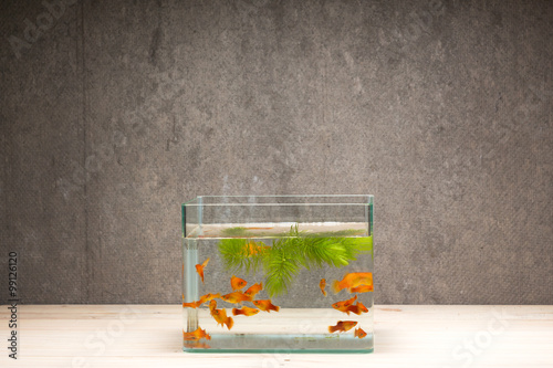 fish tank on table wooden