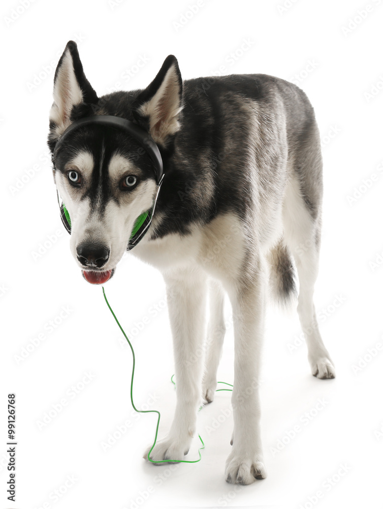 Siberian Husky in headphones, isolated on white