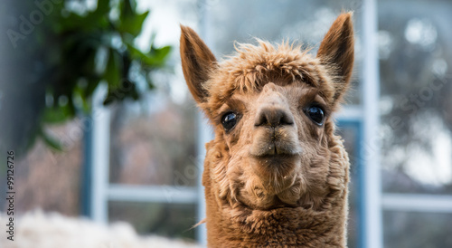 Alpaca