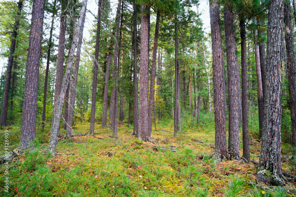 On forest clearing among the cedars . On forest clearing among the cedars .