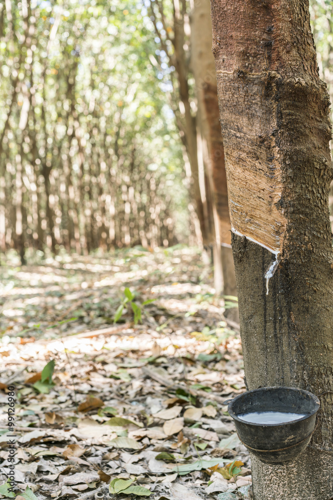 Para Rubber Tree, Rubber Plantation, rubber tree forest - Rubber Latex of rubber trees in rubber garden in thailand
Para Rubber Tree, Rubber Plantation, rubber tree forest - Rubber Latex of rubber trees in rubber garden in thailand