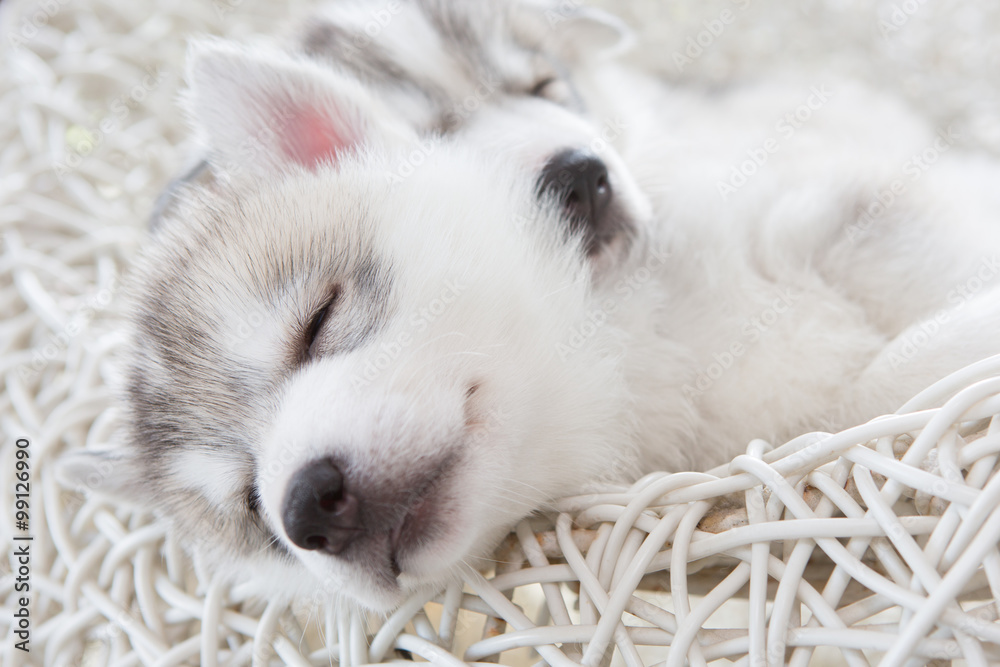 cute siberian husky puppy cute siberian husky puppy