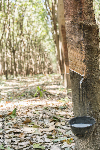 Para Rubber Tree, Rubber Plantation, rubber tree forest - Rubber Latex of rubber trees in rubber garden in thailand 