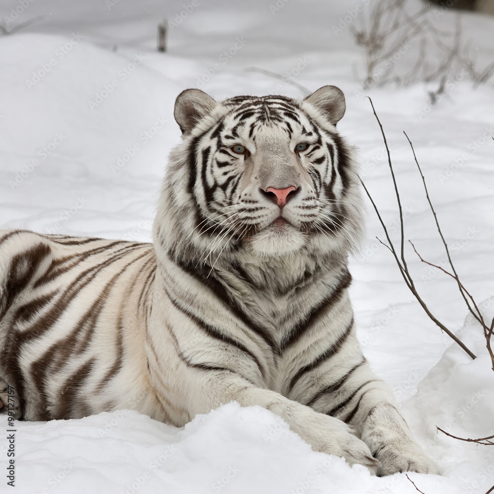 A white bengal tiger, calm lying on fresh snow. The most beautiful animal and very dangerous beast of the world. This severe raptor is a pearl of the wildlife. Animal face portrait. A white bengal tiger, calm lying on fresh snow. The most beautiful animal and very dangerous beast of the world. This severe raptor is a pearl of the wildlife. Animal face portrait.
