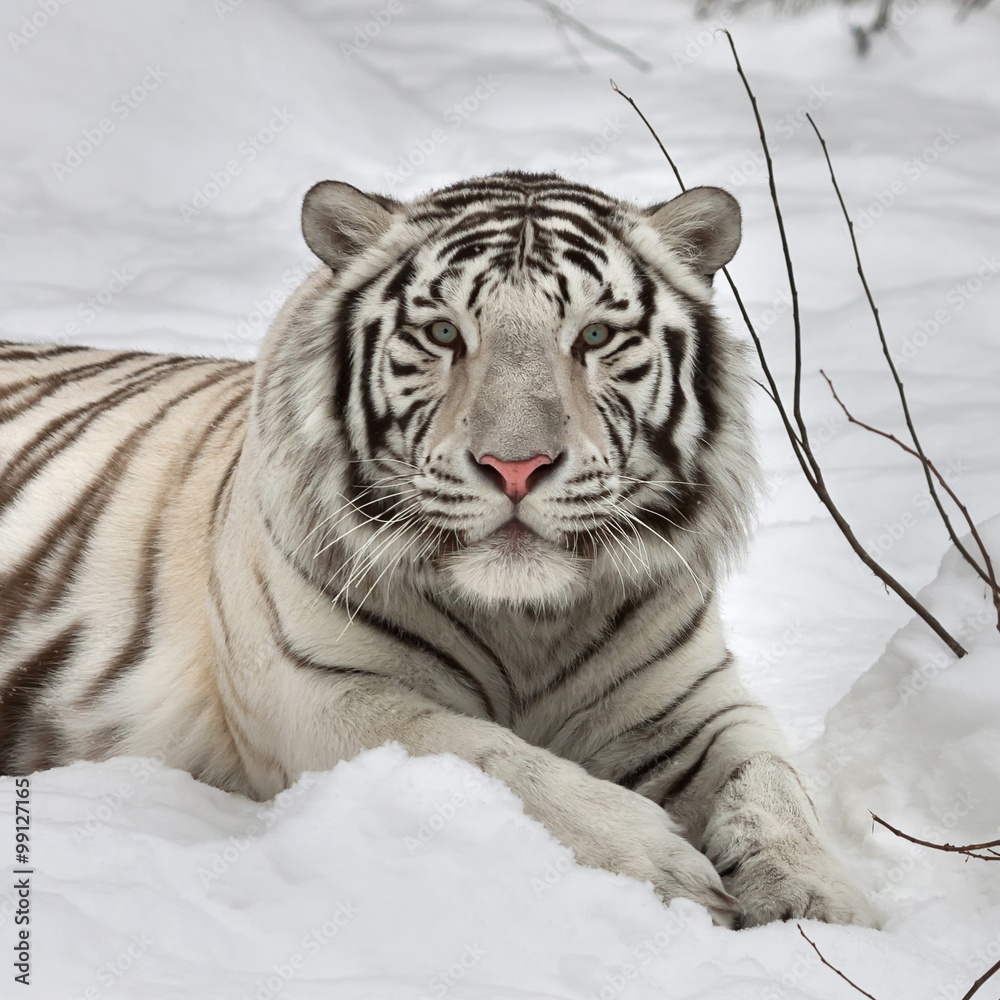 Fototapeta premium Gaze of a white bengal tiger, lying on fresh snow in alert pose. The most beautiful animal and very dangerous beast of the world. This severe raptor is a pearl of the wildlife. Animal face portrait.