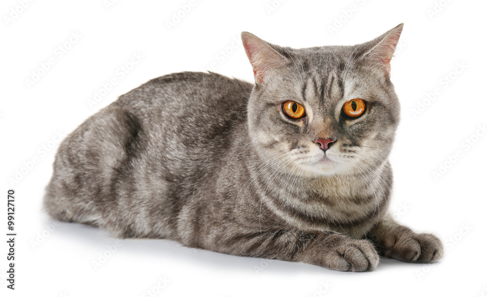 Grey cat isolated on white background