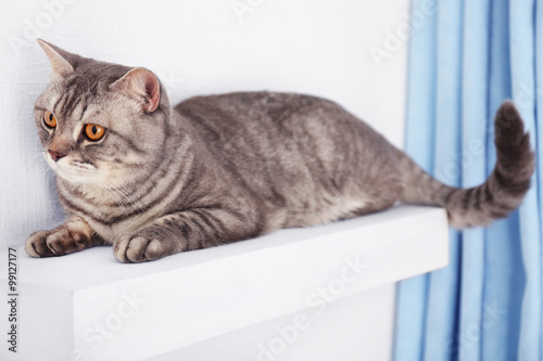 Fototapeta Naklejka Na Ścianę i Meble -  Grey cat against white wall and blue curtains, close up