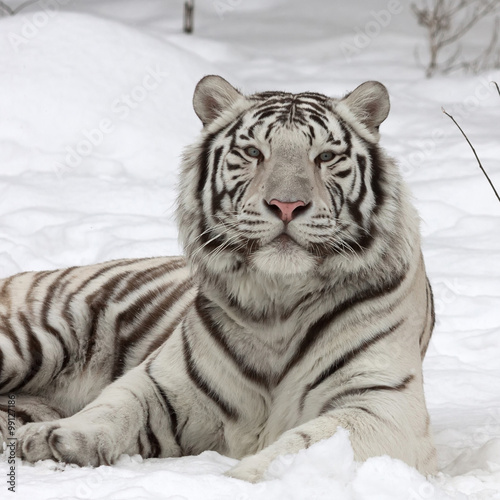 Fototapeta A calm white bengal tiger, lying on fresh snow