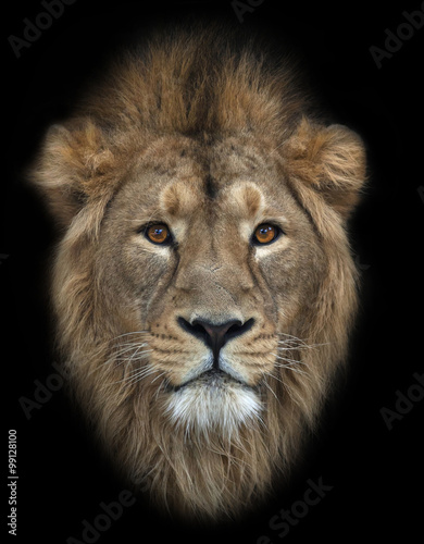 The head of an Asian lion, isolated on black background. The King of beasts, biggest cat of the world. The most dangerous and mighty predator of the world. Wild beauty of the nature. © andamanec