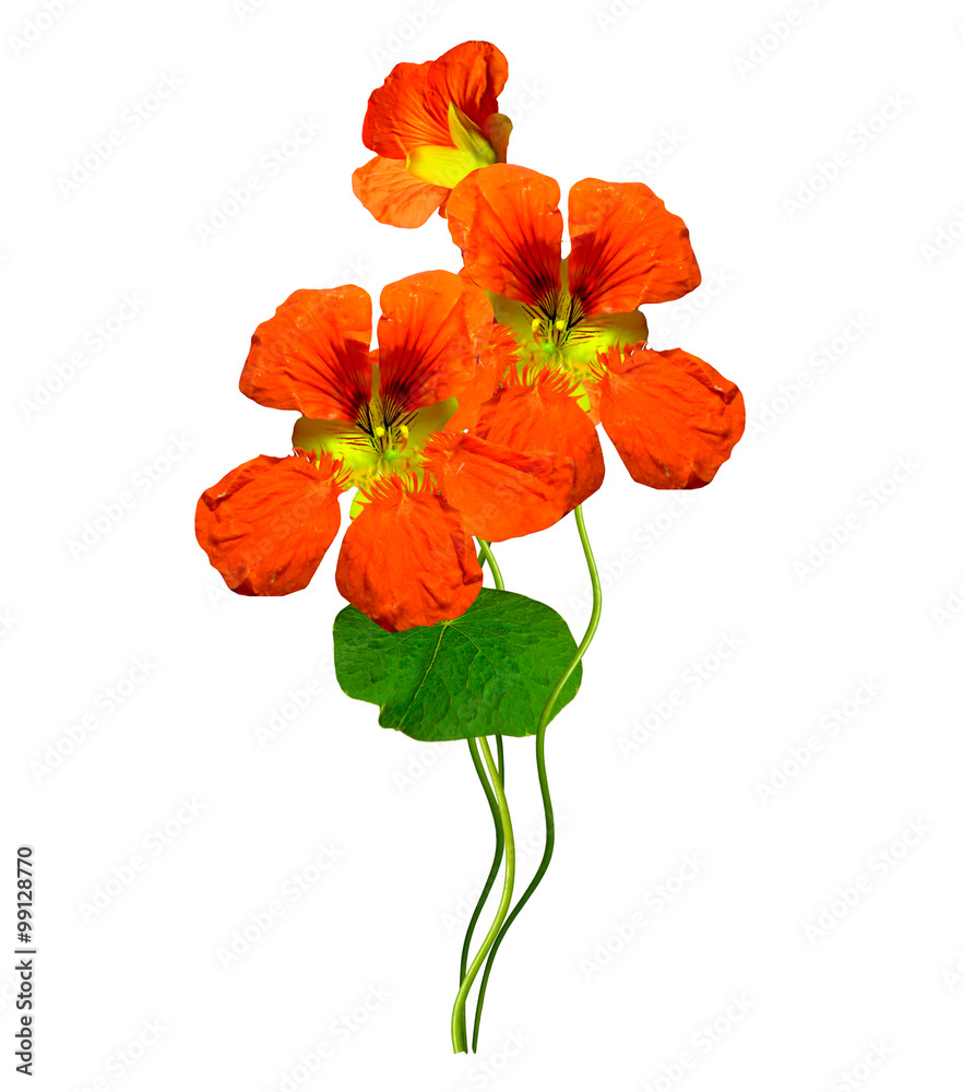 nasturtium flowers isolated on white background