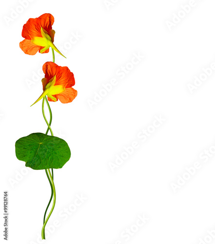 nasturtium flowers isolated on white background