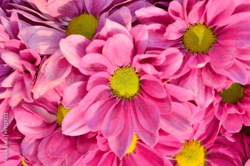 Blooming Pink Mum Flower