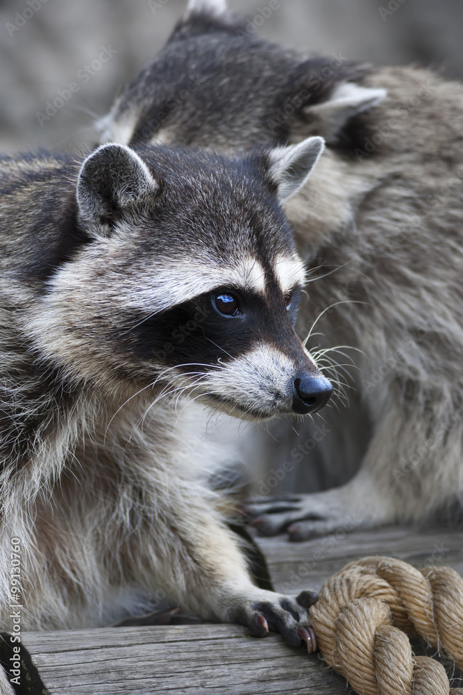 Inquisitive look of a raccoon or washing bear. The head of a cute and cuddly animal, that can be very dangerous beast. Side face portrait of the excellent representative of the wildlife.. Inquisitive look of a raccoon or washing bear. The head of a cute and cuddly animal, that can be very dangerous beast. Side face portrait of the excellent representative of the wildlife..