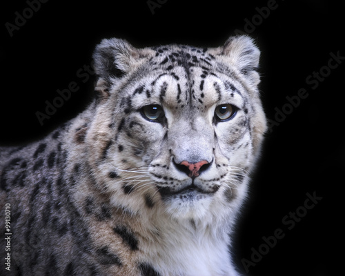isolated snow leopard on black background