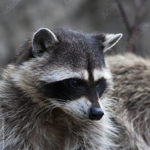 Curious look of a raccoon or washing bear. The head of cute and cuddly animal, that can be very dangerous beast. Side face portrait of the excellent representative of the wildlife. © andamanec