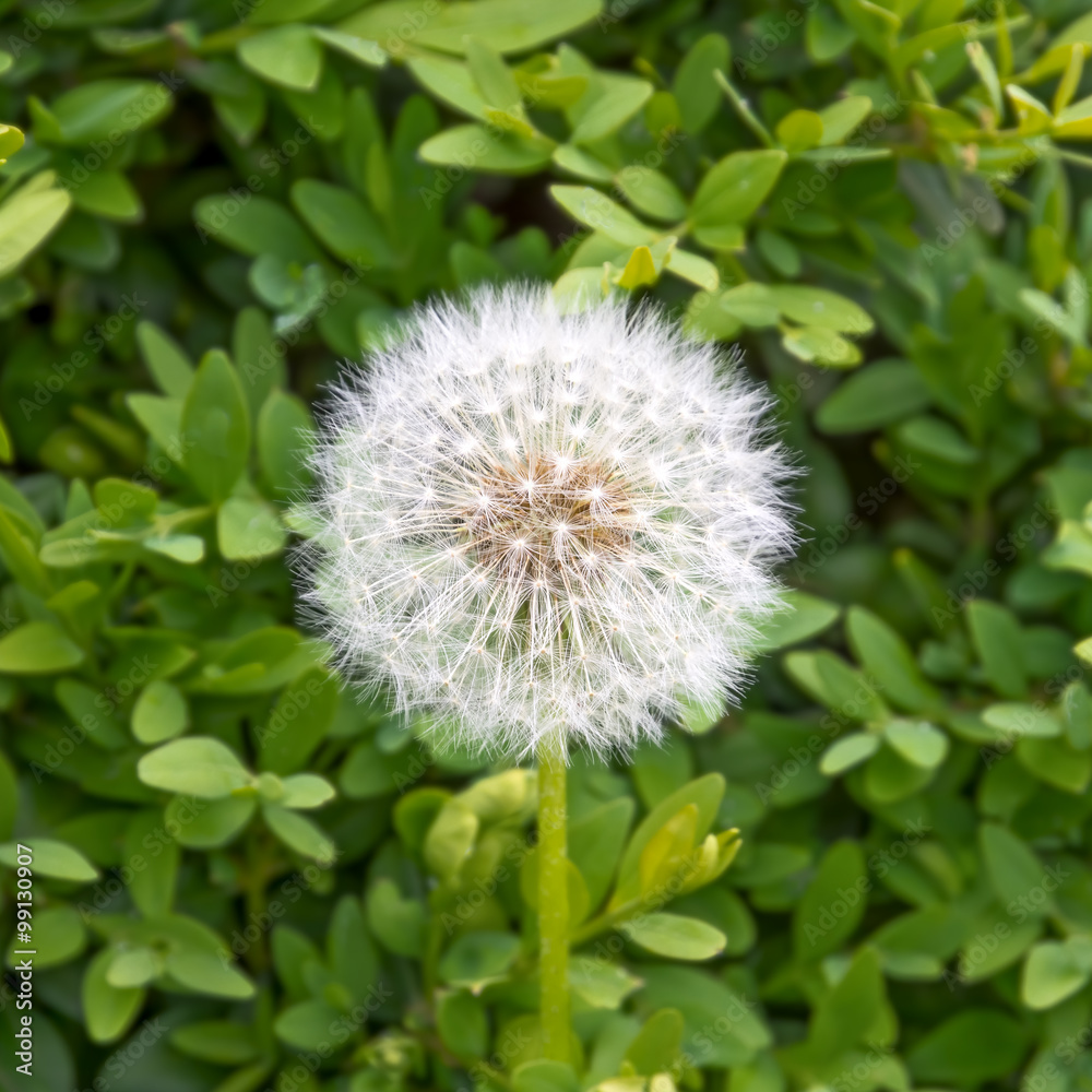 Dandelion on a background of green leaves. Dandelion on a background of green leaves.
