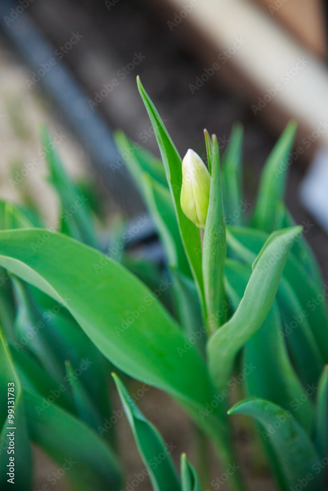 Obraz premium tulips