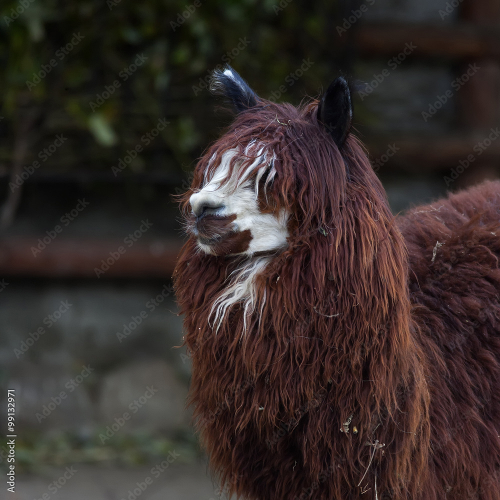 Funny head, neck and back of an alpaca. White face and red dreads of a  fluffy
