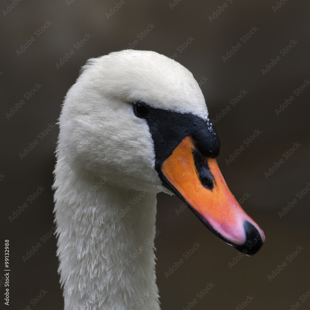 Side face portrait of a mute swan on blur background. The head and neck of a white swan with orange and black beak. Wild beauty of a excellent web foot bird. Side face portrait of a mute swan on blur background. The head and neck of a white swan with orange and black beak. Wild beauty of a excellent web foot bird.