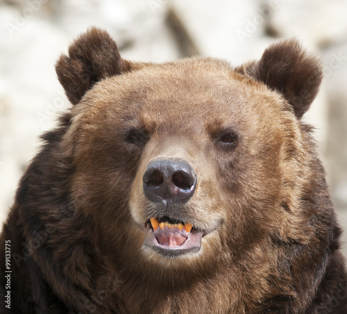 Gaze of a brown bear female on blur gray background. Macro face portrait of the most mighty beast of the world. Eye to eye with severe and very dangerous predator.