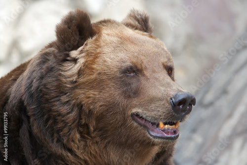 Stare of a brown bear female on blur gray background. Macro side face portrait of the most mighty beast of the world. Eye to eye with severe and very dangerous predator.