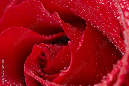 Fototapeta Naklejka Na Ścianę i Meble -  red rose in waterdrops