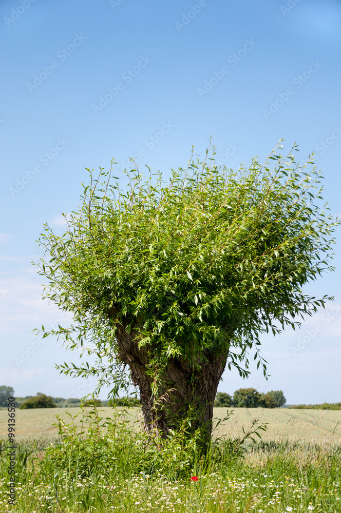 Goat willow (Salix caprea) is a common species of willow native to Europe and western and central Asia.Cornfield in the background. Goat willow (Salix caprea) is a common species of willow native to Europe and western and central Asia.Cornfield in the background.