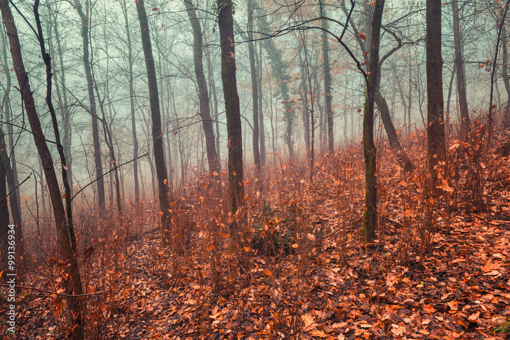 Obraz premium Foggy woodland