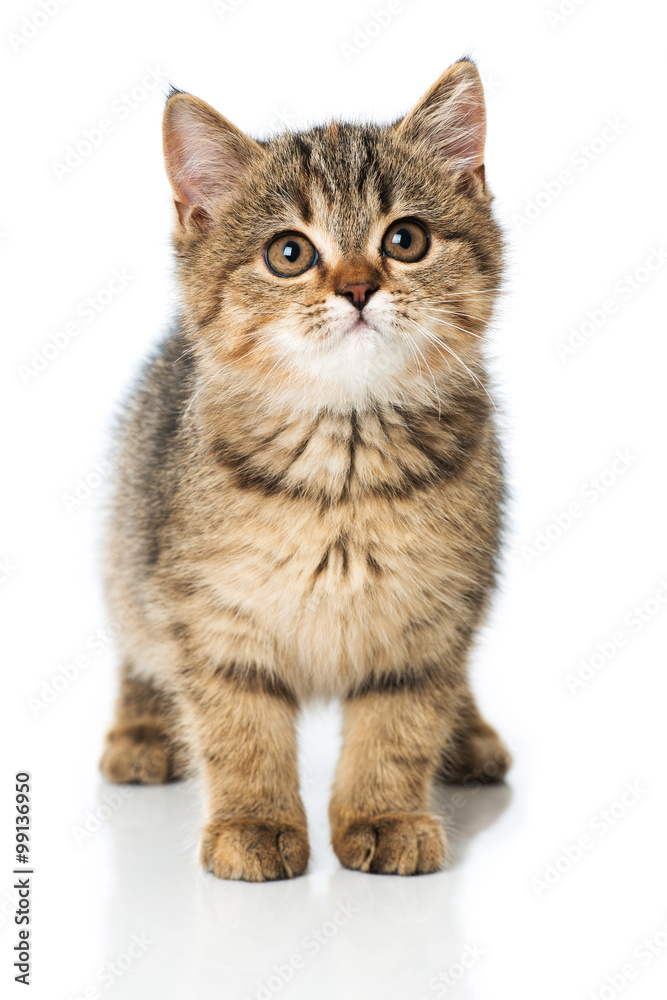 Obraz premium Getigertes Kätzchen