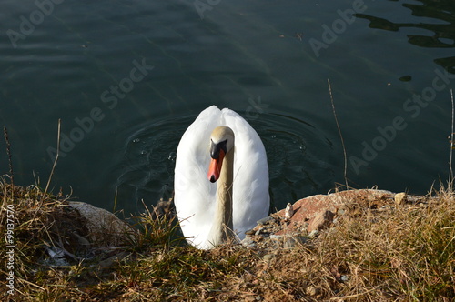 Fototapeta Naklejka Na Ścianę i Meble -  Nuestro cisne solitario de Eriste