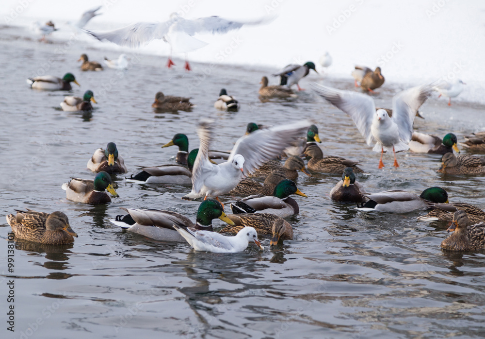 Fototapeta premium gulls and ducks on a city lake