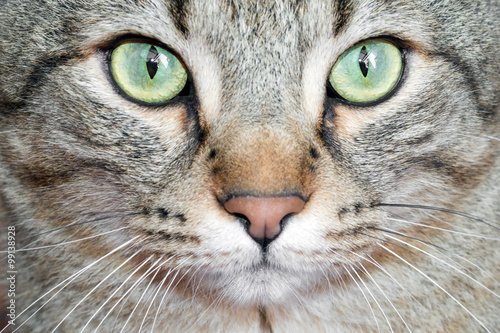 Detail cat eyes