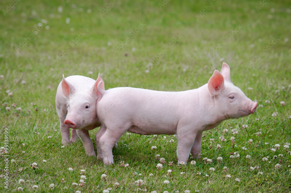 Zwei verspielte, süße Ferkel auf einer Kleewiese Zwei verspielte, süße Ferkel auf einer Kleewiese